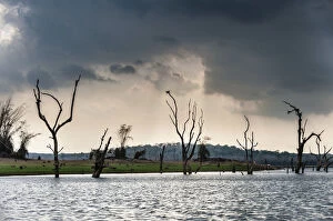 Images Dated 10th April 2012: Trees sticking out of the water, Kabini Reservoir, Nagarhole National Park, Karnataka, India