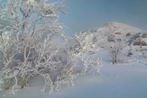 Images Dated 6th February 2018: Trees in a strong winter frost on the seashore