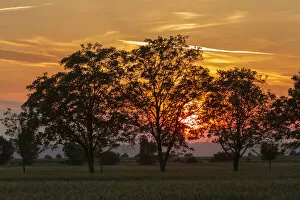 Images Dated 4th June 2014: Trees at sunset, Seewinkel, Burgenland, Austria