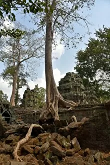 Intertwined Collection: Trees at Ta Prohm temple Angkor Cambodia