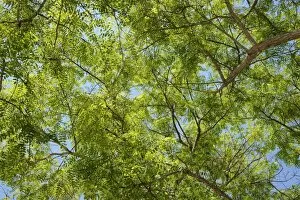 Legume Family Gallery: Treetop, green leaves of a Mimosa -Mimosa sp.-