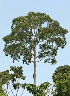 Nesting Site Prints: Treetop with long woven basket hanging nests of a colony of Montezuma Oropendola -Psarocolius montezuma