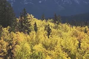 Canada Prints: Treetops In Autumn, Banff National Park, Alberta, Canada