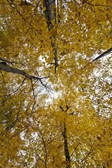 Treetops in an autumn forest, Stuttgart, Baden-Wurttemberg, Germany