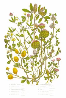 Images Dated 23rd June 2015: Trefoil and Clover Victorian Botanical Illustration