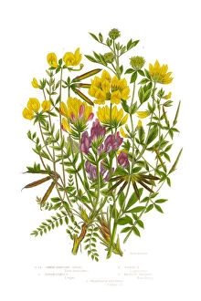 Images Dated 18th July 2015: Trefoil and Oxytropis, Legume, Victorian Botanical Illustration, Circa 1846