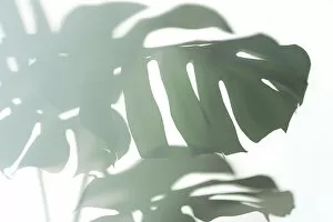 Trendy Shadow of Tropical leaves of Monstera Philodendron on white background, isolated