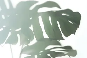 Prints of Trendy Shadow of Tropical leaves of Monstera Philodendron on white background, isolated. Tropical botany concept for beauty product or holidays. Front view, copy space. Close-up Plant Photography Prints: Trendy Shadow of Tropical leaves of Monstera Philodendron on white background, isolated