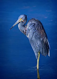 Tri-colored Heron standing in lagoon