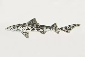 Images Dated 15th June 2006: Triakis semifasciata, Leopard Shark, side view