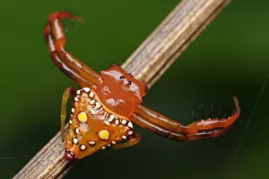 Images Dated 2nd November 2012: Triangular Spider - Arkys lancearius