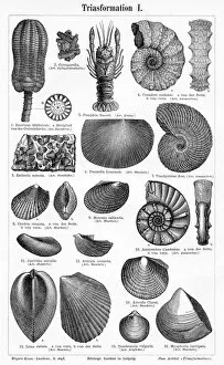 Animal Shell Collection: Triassic Formation engraving 1895