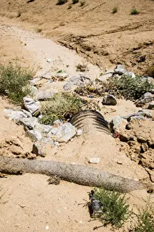 Environmental Issues Prints: Tributary to Mojave River, erosion control along banks of Arroyo during Drought Spotlight number 3