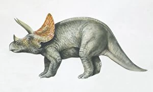 Images Dated 16th March 2006: Triceratops, side view