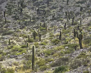 Images Dated 3rd November 2012: Trichocereus pasacana cacti, Purmamarca, Jujuy Province, Argentina