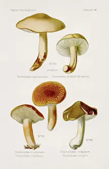 Agaricales Prints: Tricholoma mushroom 1891