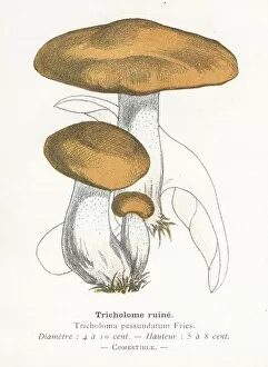 Images Dated 29th January 2018: Tricholoma mushroom engraving 1895