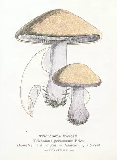 Images Dated 29th January 2018: Tricholoma mushroom engraving 1895