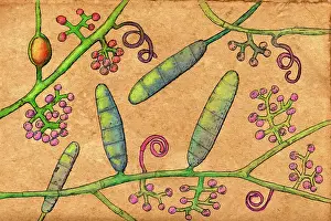 Trichophyton mentagrophytes fungi, illustration