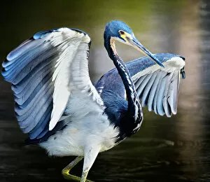 Images Dated 13th December 2017: Tricolor Heron with Wings Spread