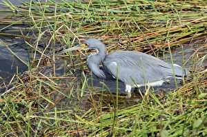 Images Dated 7th December 2007: Tricolored heron, Egretta tricolor, stalking prey. You can see its feet through the water