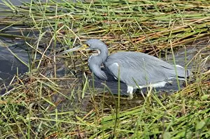 Tricolored heron, Egretta tricolor, stalking prey. You can see its feet through the water