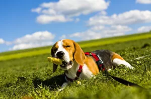 Tricolour Beagle, male chewing on an object