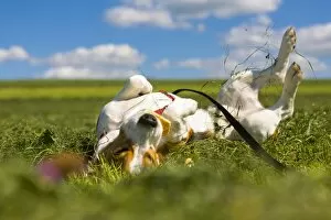 Tricolour Beagle, male rolling in the grass