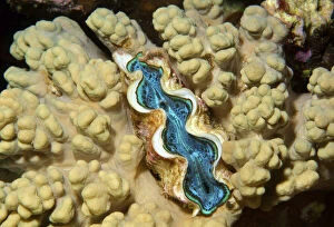Tridacna saltwater clam species -Tridacna Bruguiere-, Red Sea, Egypt, Africa