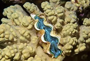 Red Sea Prints: Tridacna saltwater clam species -Tridacna Bruguiere-, Red Sea, Egypt, Africa