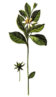 Trientalis europaea (chickweed-wintergreen or arctic starflower)