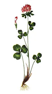Trifolium pratense, the red clover