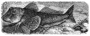Trigla Hirundo (Chelidonichthys Lucernus)