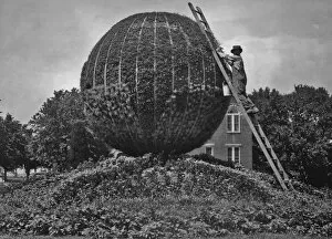 Henry Miller News Picture Service Gallery: Trimming A Flower Globe