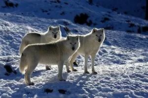 Trio of Arctic wolves