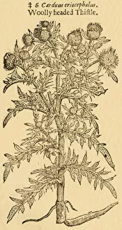 Images Dated 17th November 2015: Tristle plant, Carduus, 17 century botanical