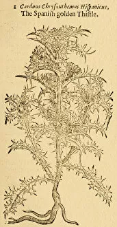 Images Dated 17th November 2015: Tristle plant, Carduus, 17 century botanical