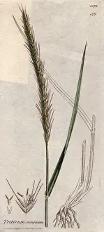 Grass