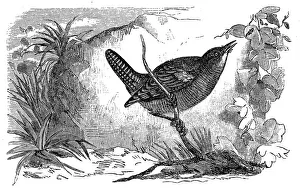 Wren Gallery: Troglodytes (wren)