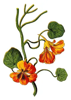 Tropaeolum majus (garden nasturtium, Indian cress, or monks cress)