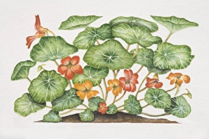 Images Dated 29th June 2006: Tropaeolum majus, Nasturtium or Indian Cress, flowering plant