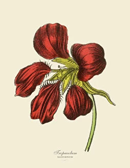 Single Flower Collection: Tropaeolum and Nasturtium Plants, Victorian Botanical Illustration