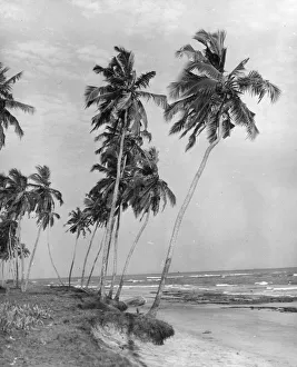 Images Dated 26th November 2018: Tropical Beach