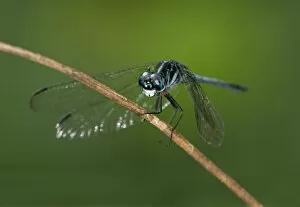 Tropical dragonfly Dythemis multipunctata, Tiputini rain forest, Yasuni National Park, Ecuador