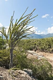 Images Dated 25th May 2013: Tropical dry forest landscape with river and rocks, with Madagascan Ocotillo or Alluaudia -Alluaudia procera