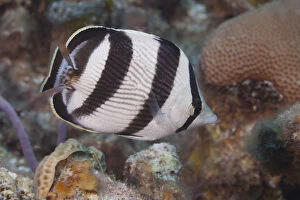 Tropical fish (Butterflyfish) on coral reef