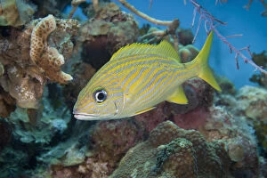 Tropical fish (French Grunt) on coral reef