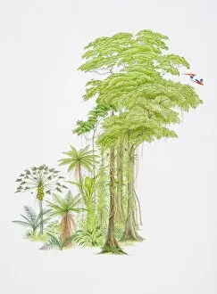 Tropical Gallery: Tropical forest scene with monkeys swinging from hanging tree-roots
