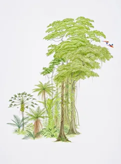 Branches Collection: Tropical forest scene with monkeys swinging from hanging tree-roots