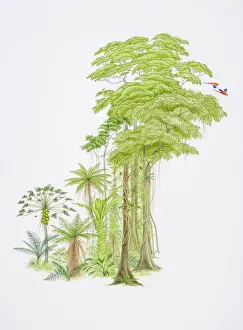 Swinging Prints: Tropical forest scene with monkeys swinging from hanging tree-roots and colourful parrots flying off branches